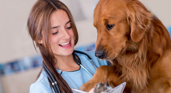 vet assistant vet assistant